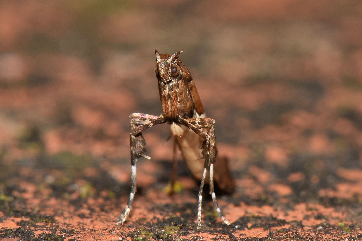 Gracillariidae: Caloptilia sp? (cfr) semifascia/jurateae